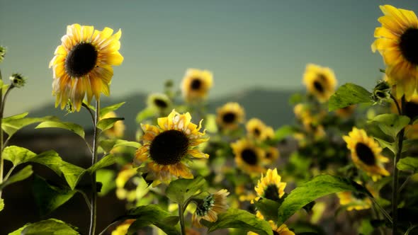 Sunflower Field on a Warm Summer Evening