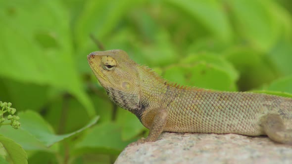 Changeable Lizard Close Up Side View [4K]