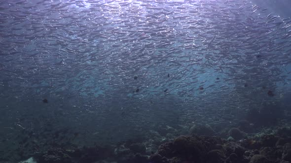Millions of sardines swimming over tropical coral reef