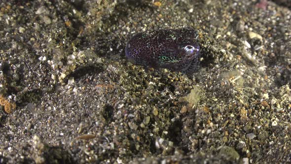 Bobtail Squid digging in sand and hiding during night