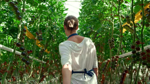 Young Farmer Tomato Plantation Harvest Check