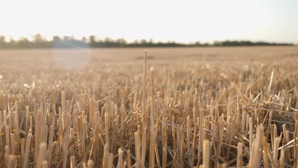 Mowed Sticks From Wheat on the Field