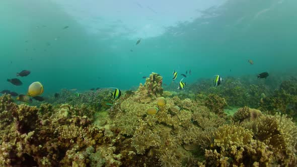 Coral Reef Tropical Fish