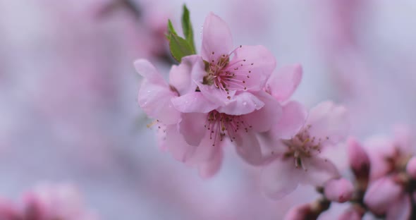 Zoom Out Shot of Almond blossoms, close up