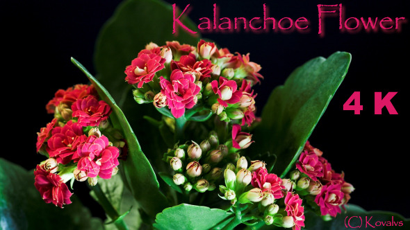 Opening Of Kalanchoe 2