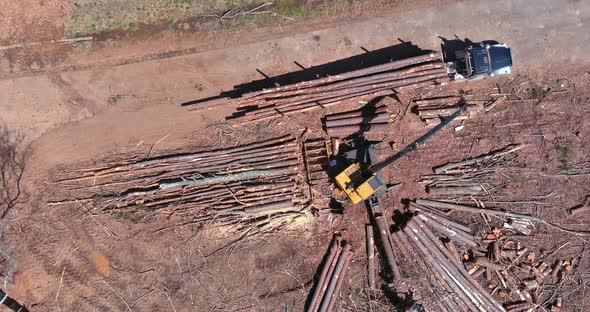 Forestry Machine Wooden Log Loader to Truck