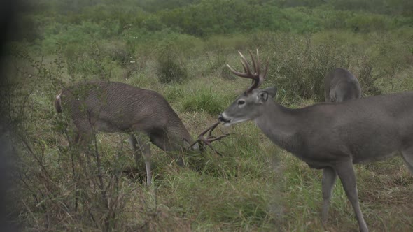 whitetail bucks in Texas, USA