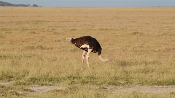 Ostrich In Kenya Africa Field