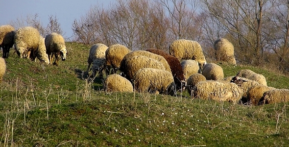 Sheep On A Pasture