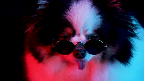 Portrait of a Charming Spitz in Round Sunglasses on a Black Background in Red Neon Light