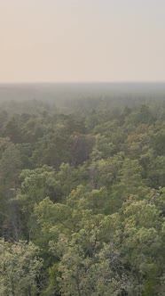 Green Forest on a Summer Day