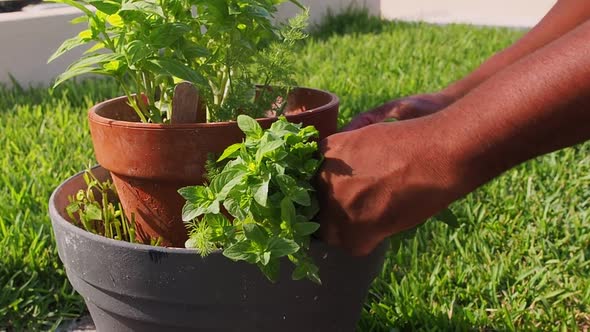 Pruning fresh mint out of the pot.