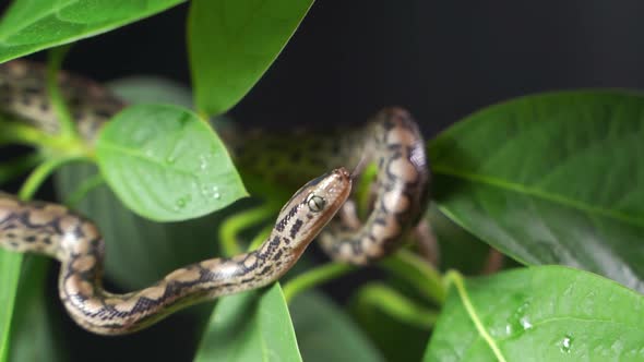 a Little Red Whip Snake