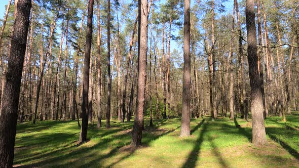 Walking Through the Forest with Pine Trees During the Day POV Slow Motion