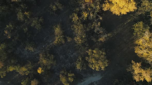 Flight Over Autumn Forest Top Down View