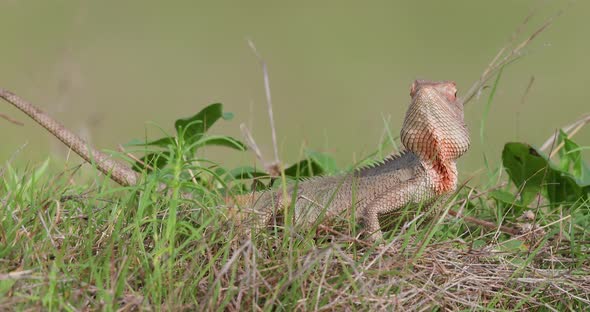 Closeup of a Bloodsucker Lizard basking in morning sun on green grass