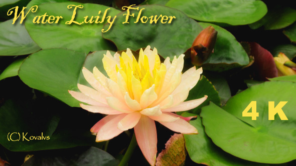 Opening Water Lily Flower