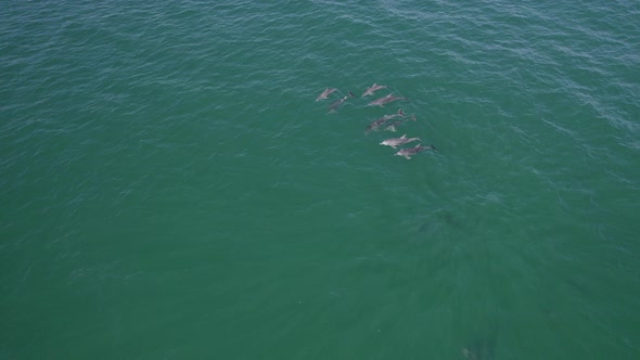 Group Of Common Bottlenose Dolphins (Tursiops Truncatus) In The Sea. aerial drone orbit