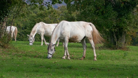 Lipizzan Horses Grazing on Meadow, Slovenia