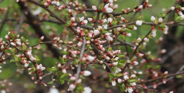 Cherry Blossoms  (2 in 1) alt