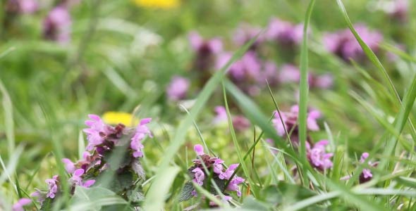 Flowers In The Grass 1