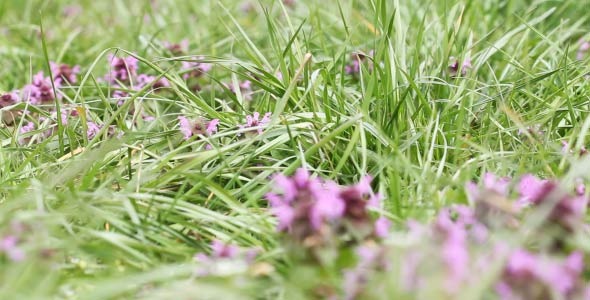 Flowers In The Grass 2