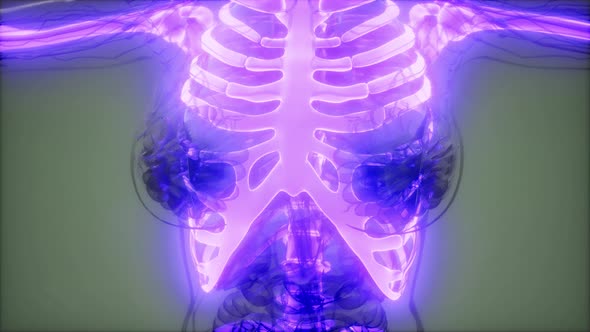 Transparent Human Body with Visible Bones