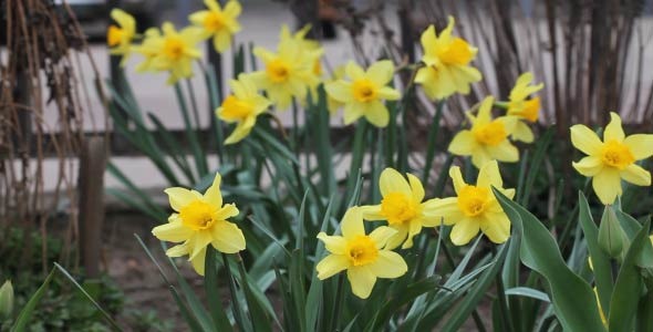 Yellow Daffodils 5