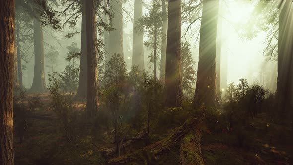 Fantasy Firefly Lights in the Magical Forest