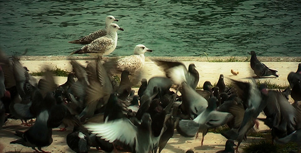 Seagulls and Piegons Near the Sea