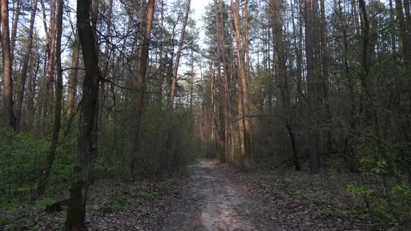 Aerial View of the Road Inside the Forest