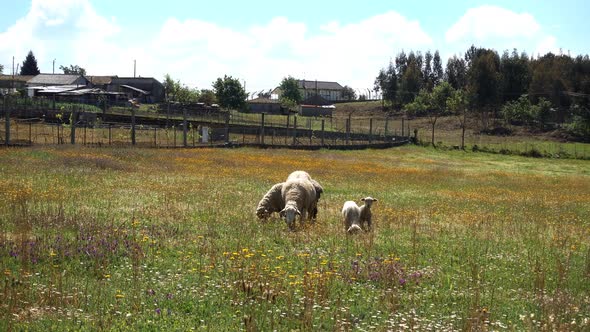 Sheeps on Meadow