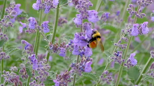 Close up of a large bumble bee collects nectar from purple hyssop flowers