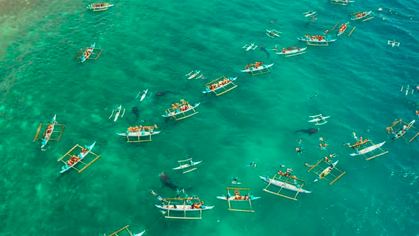 Oslob Whale Shark Watching in Philippines Cebu Island