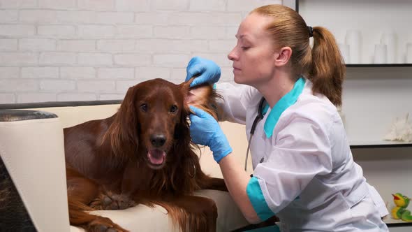 Woman vet examines a dog