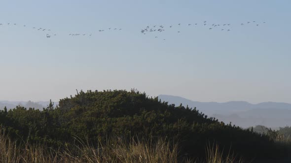 A flock of birds flying over the bushes on an Oregon coast.