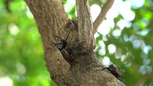 Close Up Of Siamese Rhinoceros Beetle Or Fighting Beetle On The Tree