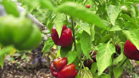 Pepper Crop Woman Farmer Picks Ripe Pepper in the Greenhouse Hands with Pepper Closeup