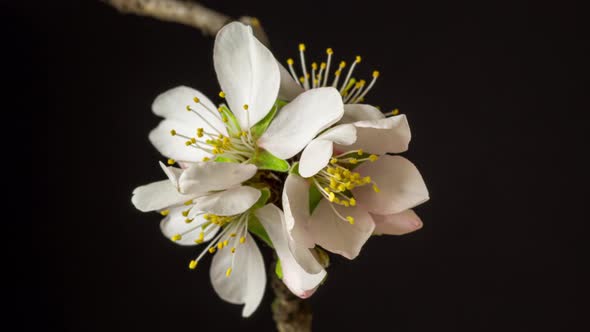 Almond Blossom Time Lapse Rotating on Red