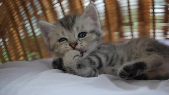 Cute Tabby Kitten Sleeping  In A Basket Bed Slow Motion