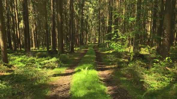 Forest Road. The path between the trees leads to the forest