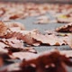 Yellow Oak Leaves Fall on the Asphalt - VideoHive Item for Sale