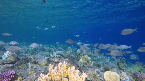 Reef Coral Scene