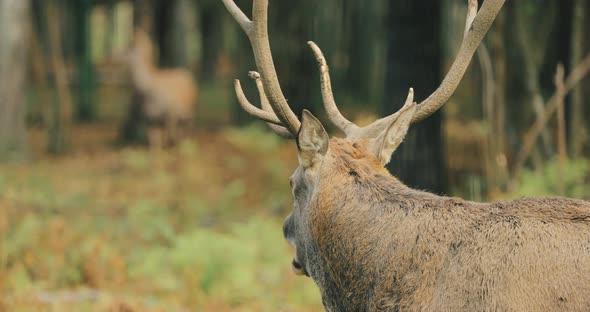 Belarus. Red Deer Or Cervus Elaphus Male Roaring During Rut In Autumn Forest