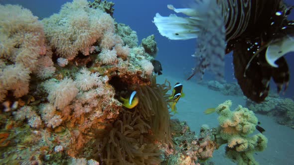 Underwater Clownfish and Lion fish