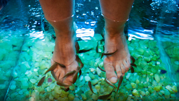 Feet Spa Treatment With Fish