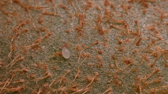 Flour Mite (acari) Acarus sp. crawls on kiwi fruit, family Acaridae