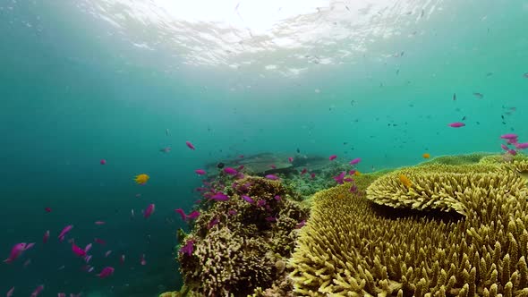 Coral Reef and Tropical Fish. Camiguin, Philippines