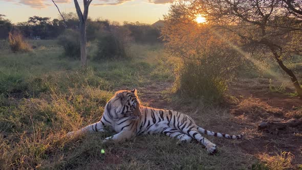 Beautiful Wild Tiger Grooming At Sunset In National Park In India.