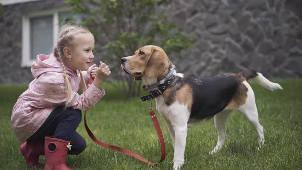 Side View of Happy Girl Playing with Dog Outdoors. Portrait of Cheerful Caucasian Child and Beagle